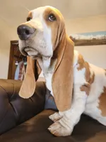 processed/9de15830-df33-4c0d-b764-1ceea89df78d/listing/fd4a1cf6-b065-48f6-80bd-36224aae83f4/5c11cd3f-6359-4b6a-a874-3a35d01304c2