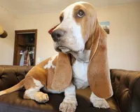 processed/9de15830-df33-4c0d-b764-1ceea89df78d/listing/fd4a1cf6-b065-48f6-80bd-36224aae83f4/84c0a011-a3f3-4000-8243-635f27a9135e