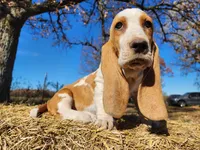 processed/9de15830-df33-4c0d-b764-1ceea89df78d/listing/fd4a1cf6-b065-48f6-80bd-36224aae83f4/b6e3c782-de9c-4361-86f1-5c3fe867713b