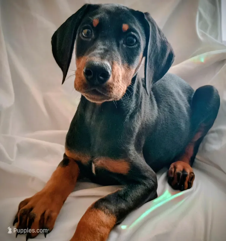 AKC Stella  – Doberman Pinscher puppy for sale in Travelers Rest, SC