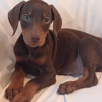 AKC Rusty , a male Doberman Pinscher for sale in Travelers Rest, SC – Photo 2 of 4