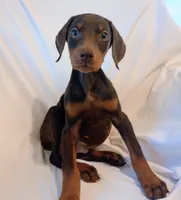 AKC Rusty , a male Doberman Pinscher for sale in Travelers Rest, SC – Photo 1 of 4