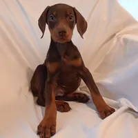 AKC Rusty , a male Doberman Pinscher for sale in Travelers Rest, SC – Photo 3 of 4