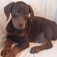 AKC Rusty , a male Doberman Pinscher for sale in Travelers Rest, SC – Photo 4 of 4