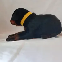 processed/9de2c8e8-5bbc-4c93-9512-235c9429ce48/listing/52825996-eefc-4826-9665-76c7f8114268/c0f2e43d-2ebb-494a-8cdb-5c9cd4d7b116