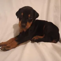 AKC Lily, a female Doberman Pinscher for sale in Travelers Rest, SC – Photo 1 of 2