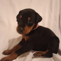 AKC Lily, a female Doberman Pinscher for sale in Travelers Rest, SC – Photo 2 of 2
