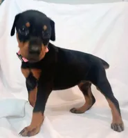 AKC Lucy, a female Doberman Pinscher for sale in Travelers Rest, SC – Photo 2 of 3