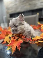 Balenci, a female French Bulldog for sale in Buffalo, NY – 4 of 5