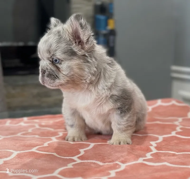 Balenci – French Bulldog puppy for sale in Buffalo, NY