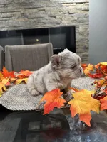 Balenci, a female French Bulldog for sale in Buffalo, NY – 5 of 5
