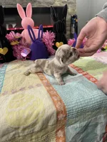 Tiny Tim , a male English Bulldog and French Bulldog for sale in Buffalo, NY – Photo 2 of 3