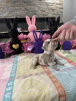 Tiny Tim , a male English Bulldog and French Bulldog for sale in Buffalo, NY – Photo 1 of 3