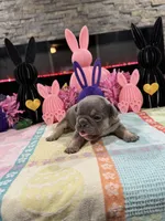 Layla, a female French Bulldog for sale in Buffalo, NY – Photo 2 of 4
