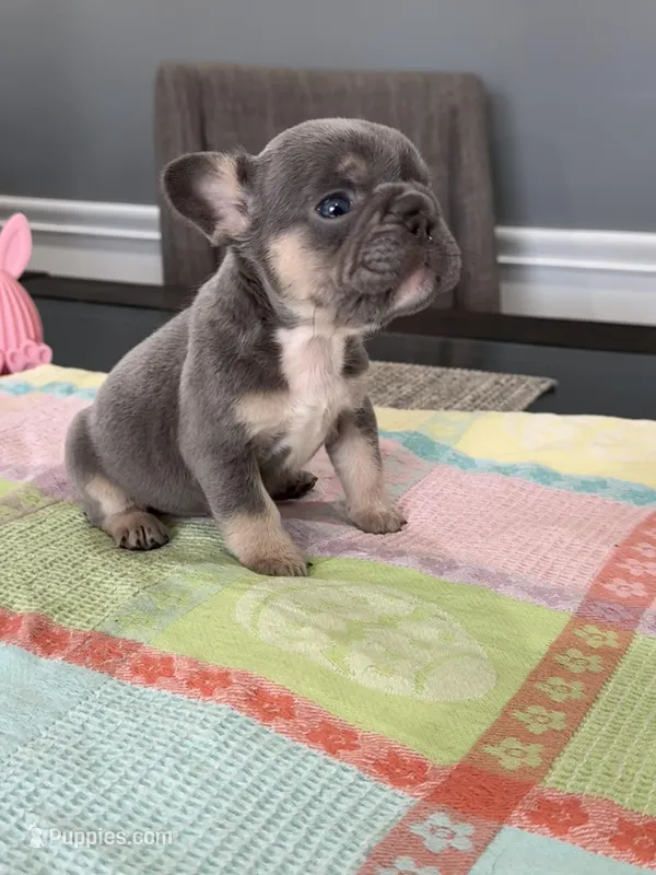 Layla – French Bulldog puppy for sale in Buffalo, NY