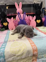 Layla, a female French Bulldog for sale in Buffalo, NY – Photo 3 of 4