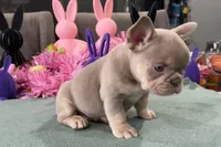 MJ , a male French Bulldog for sale in Buffalo, NY – Photo 3 of 3