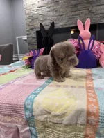 Gucci, a male English Bulldog and French Bulldog for sale in Buffalo, NY – Photo 1 of 3