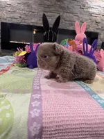 Gucci, a male English Bulldog and French Bulldog for sale in Buffalo, NY – Photo 3 of 3