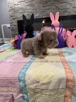 Gucci, a male English Bulldog and French Bulldog for sale in Buffalo, NY – Photo 2 of 3