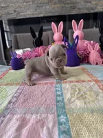 Gisele, a female French Bulldog for sale in Buffalo, NY – Photo 2 of 2