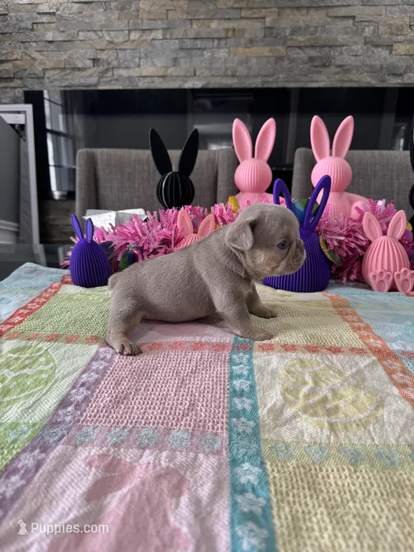 Gisele, a female French Bulldog for sale in Buffalo, NY – Photo 1 of 2