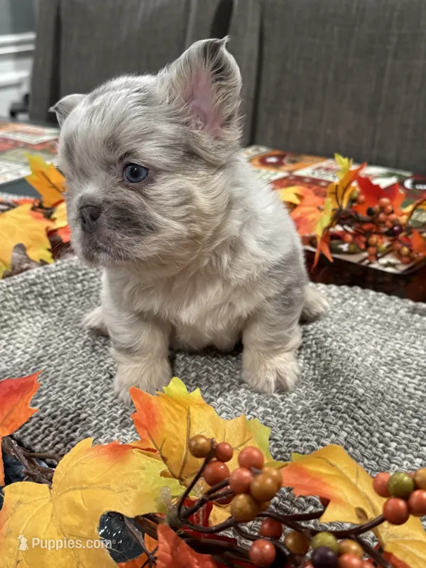 Balenci – French Bulldog puppy for sale in Buffalo, NY