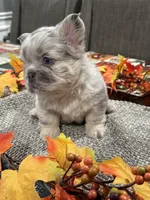Balenci, a female French Bulldog for sale in Buffalo, NY – 1 of 5