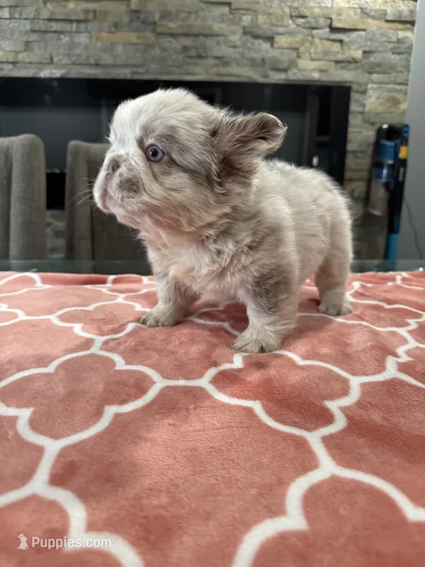 Dolce  – French Bulldog puppy for sale in Buffalo, NY