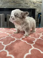 Dolce , a female French Bulldog for sale in Buffalo, NY – 1 of 3