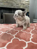 Dolce , a female French Bulldog for sale in Buffalo, NY – 2 of 3