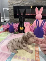 Twix , a male French Bulldog for sale in Buffalo, NY – Photo 2 of 3