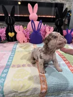 Twix , a male French Bulldog for sale in Buffalo, NY – Photo 3 of 3