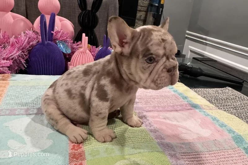 Twix  – French Bulldog puppy for sale in Buffalo, NY