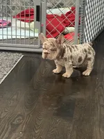 Twix , a male French Bulldog for sale in Buffalo, NY – Photo 2 of 2