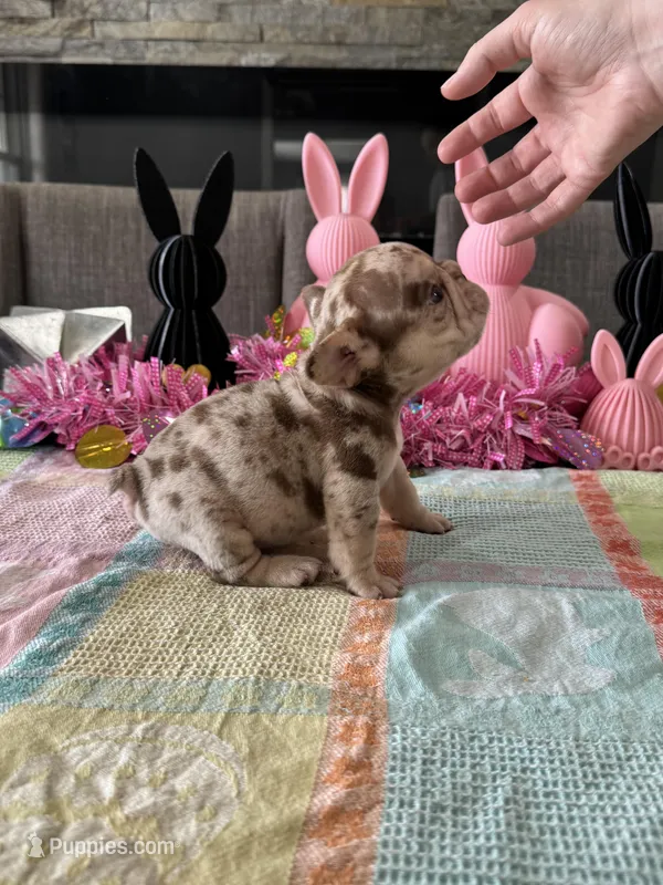 Twix  – French Bulldog puppy for sale in Buffalo, NY