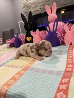 Twix , a male French Bulldog for sale in Buffalo, NY – Photo 1 of 3