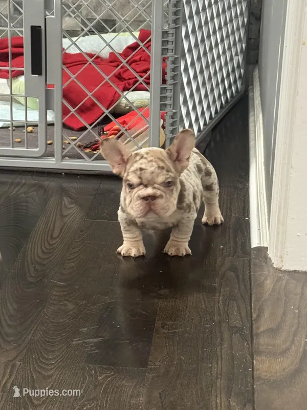 Twix , a male French Bulldog for sale in Buffalo, NY – Photo 1 of 2