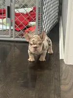 Twix , a male French Bulldog for sale in Buffalo, NY – Photo 1 of 2