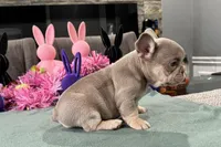 MJ , a male French Bulldog for sale in Buffalo, NY – Photo 2 of 3