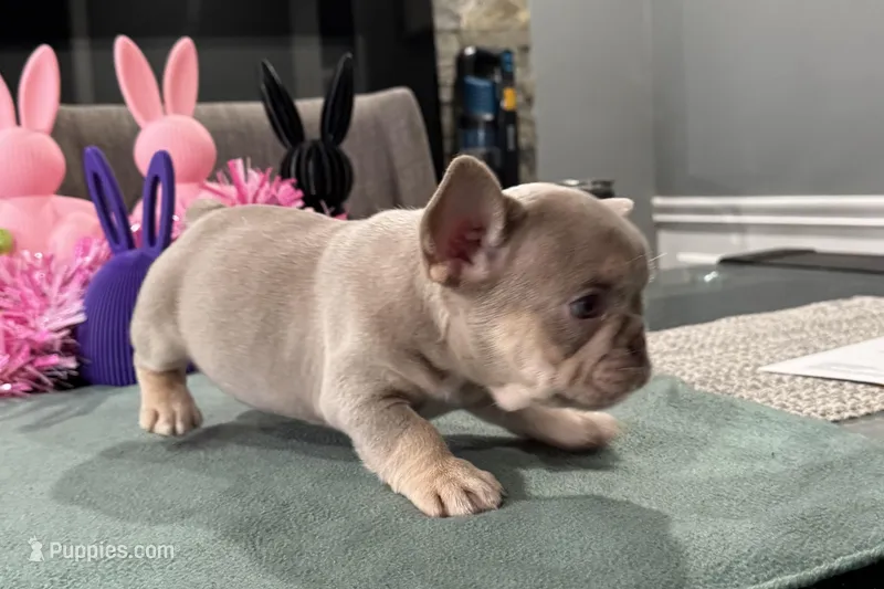 MJ  – French Bulldog puppy for sale in Buffalo, NY