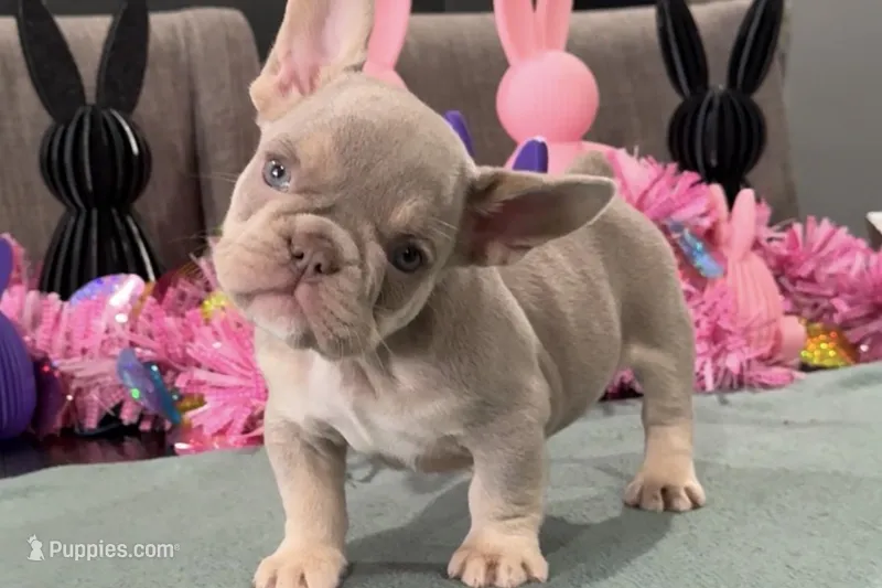 MJ  – French Bulldog puppy for sale in Buffalo, NY