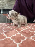 Dolce , a female French Bulldog for sale in Buffalo, NY – 3 of 3