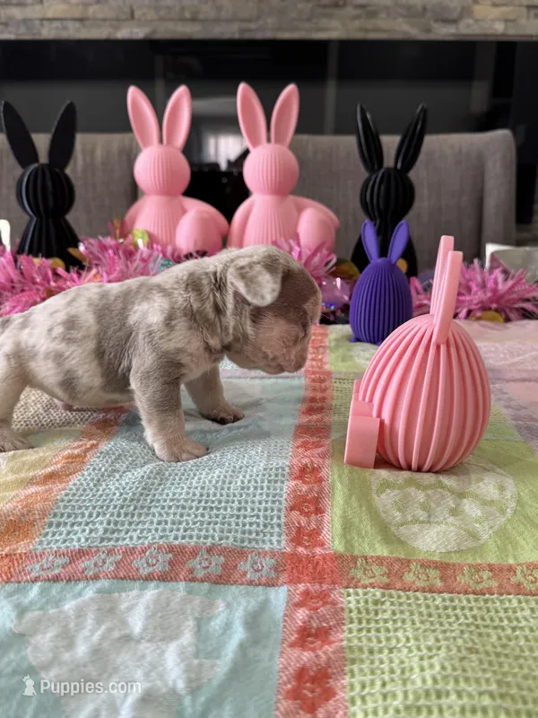 Bullet  – French Bulldog puppy for sale in Buffalo, NY