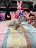 Bullet , a male French Bulldog for sale in Buffalo, NY – Photo 3 of 3