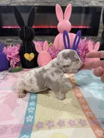 Bullet , a male French Bulldog for sale in Buffalo, NY – Photo 1 of 3