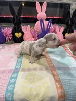 Bullet , a male French Bulldog for sale in Buffalo, NY – Photo 2 of 3