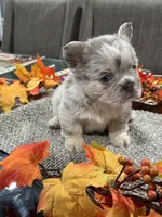 Balenci, a female French Bulldog for sale in Buffalo, NY – 3 of 5