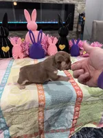 Coco Chanel , a female French Bulldog for sale in Buffalo, NY – Photo 3 of 3