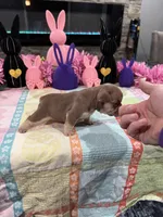 Coco Chanel , a female French Bulldog for sale in Buffalo, NY – Photo 1 of 3